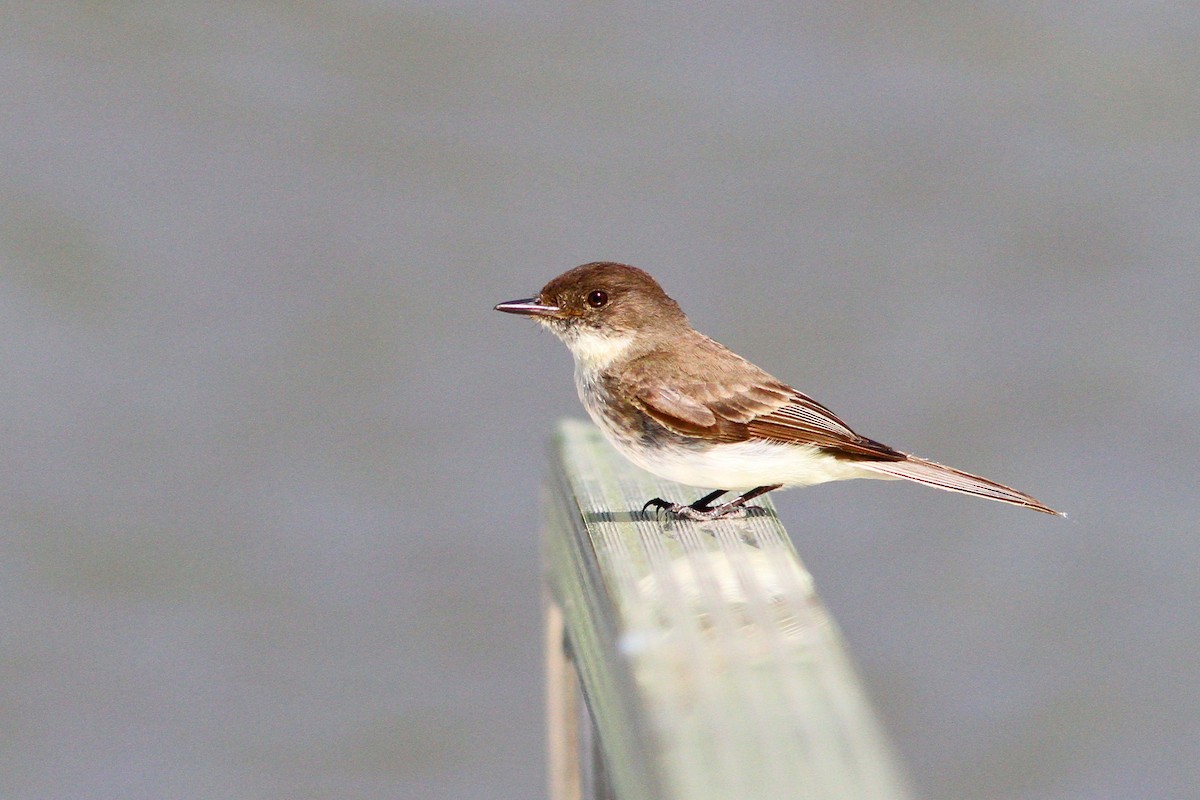 ツキヒメハエトリ - ML620217031