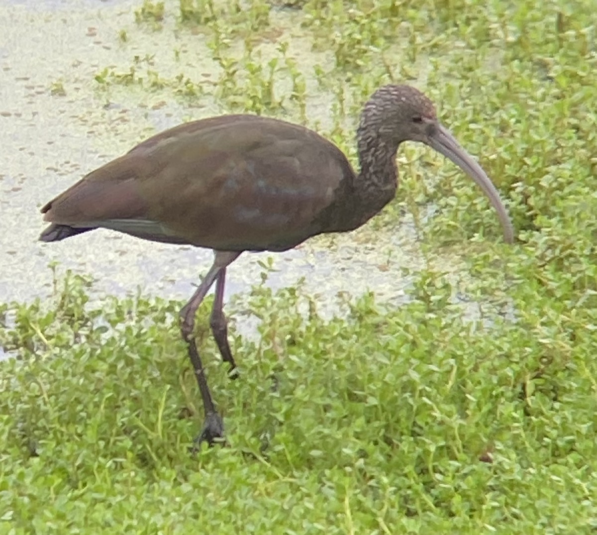 ibis americký - ML620217032