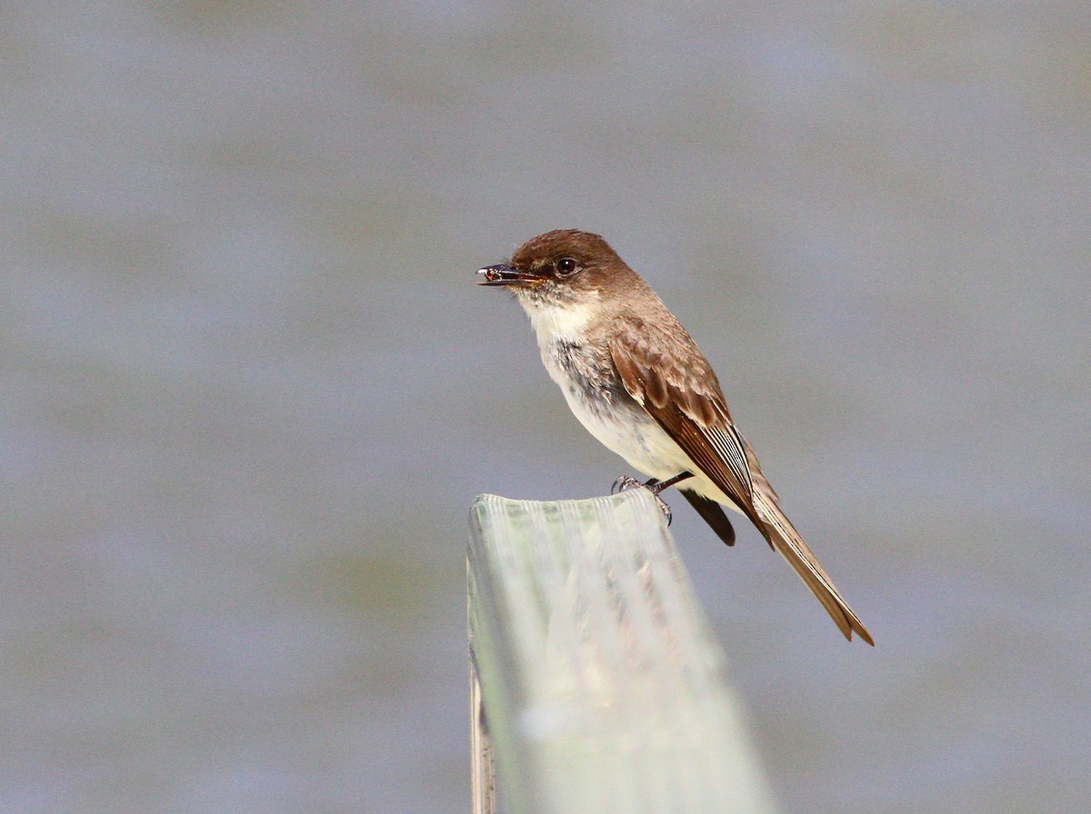 Eastern Phoebe - ML620217034