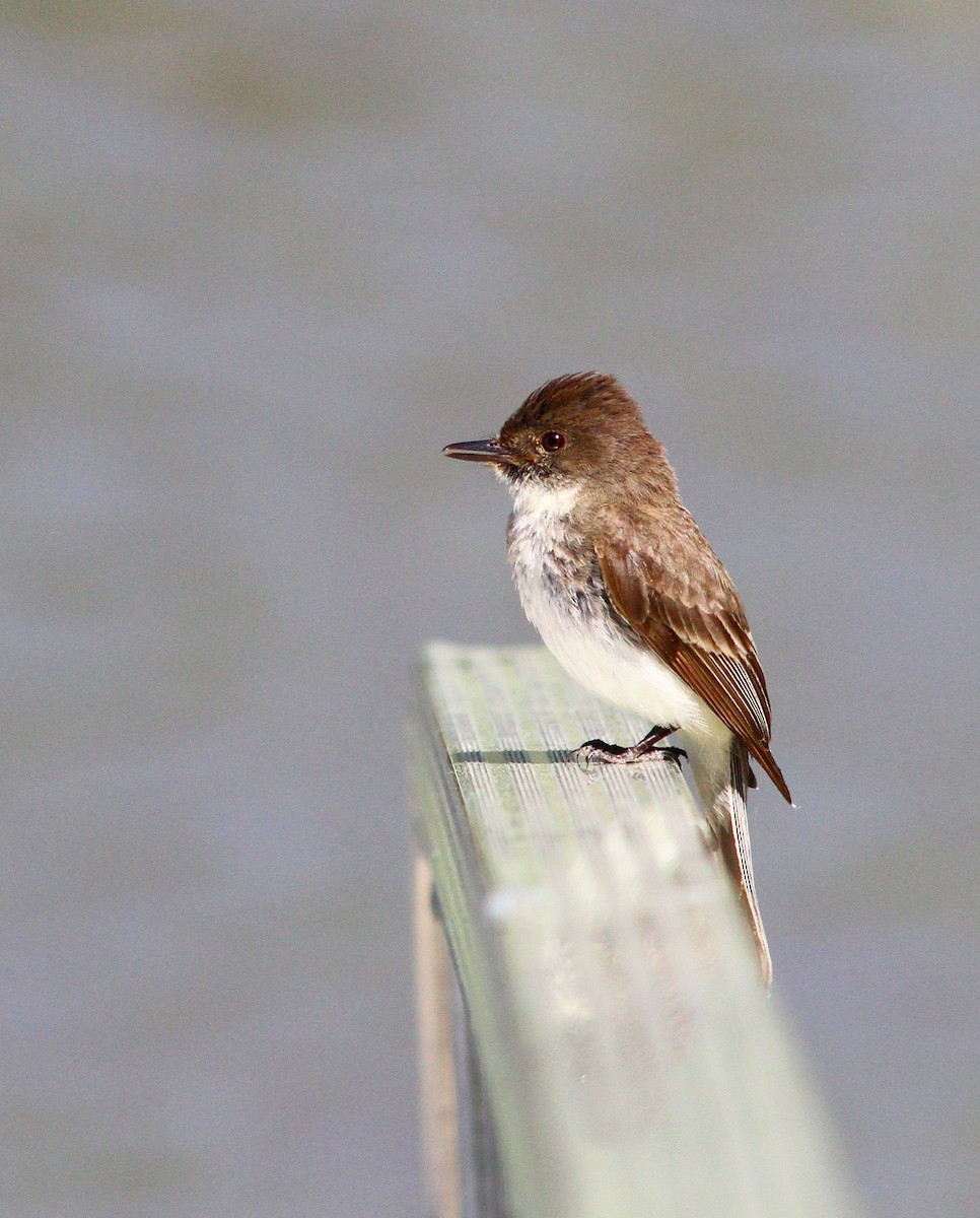 ツキヒメハエトリ - ML620217035