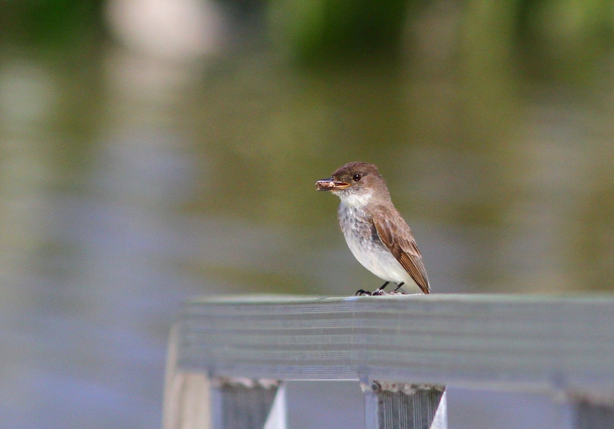 ツキヒメハエトリ - ML620217037