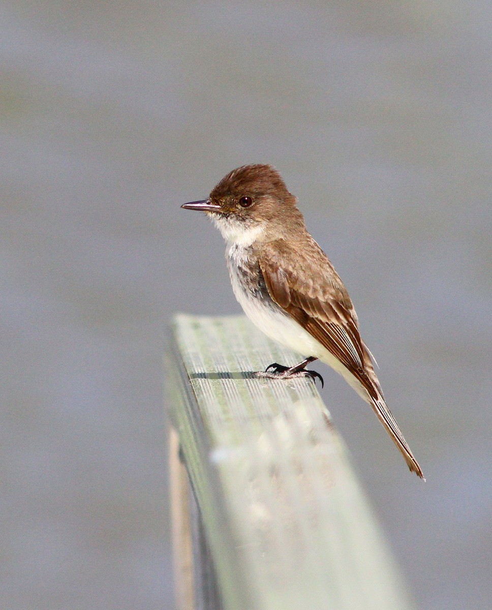 ツキヒメハエトリ - ML620217038