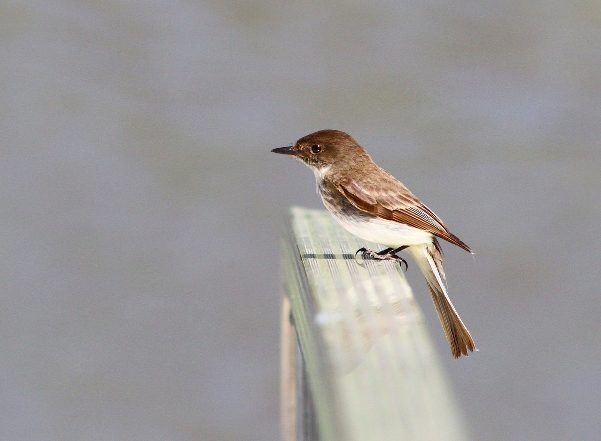 ツキヒメハエトリ - ML620217039