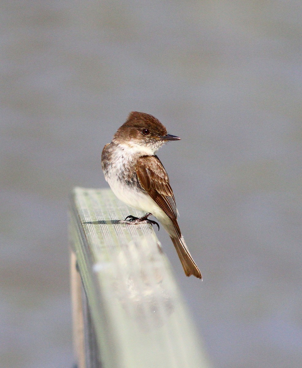 ツキヒメハエトリ - ML620217040