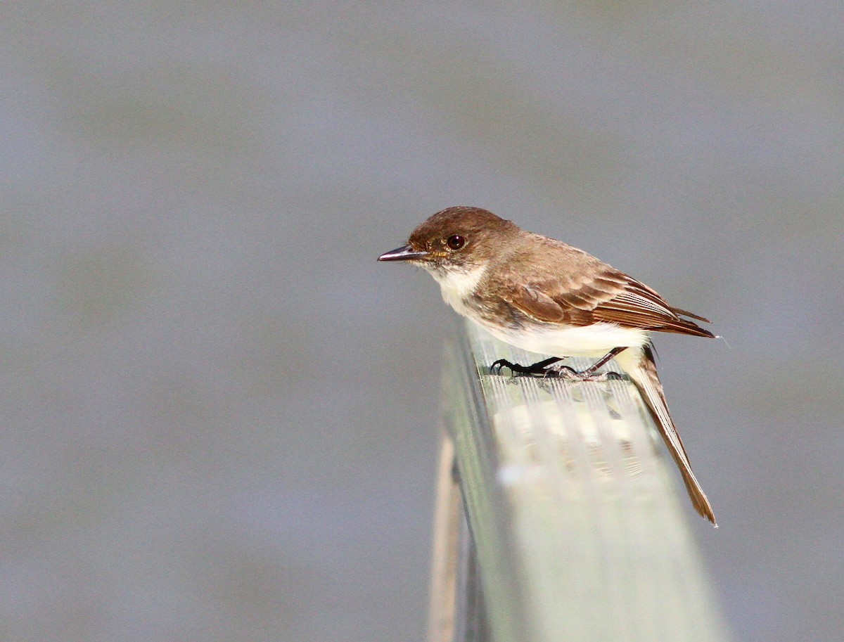 ツキヒメハエトリ - ML620217041