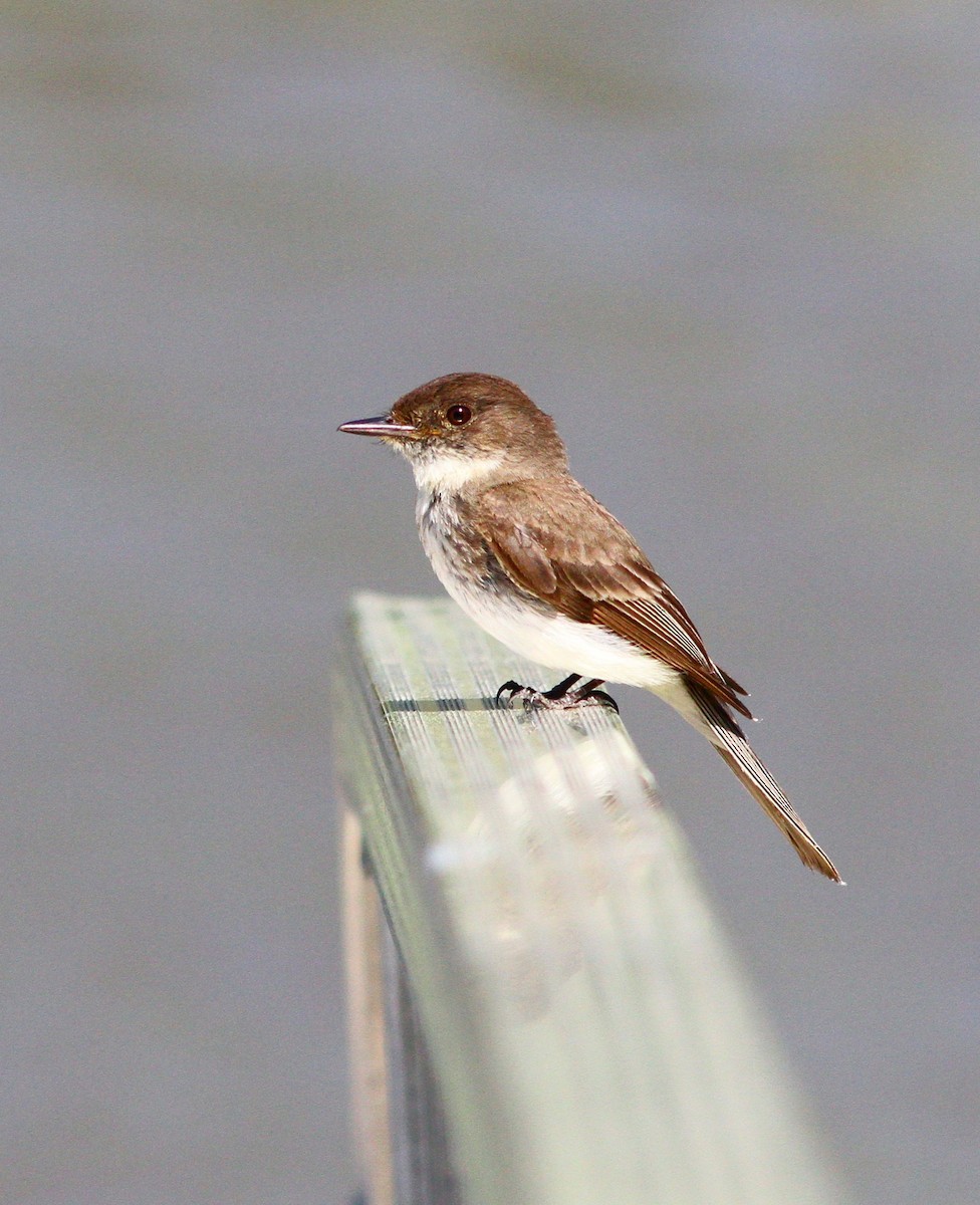 ツキヒメハエトリ - ML620217042