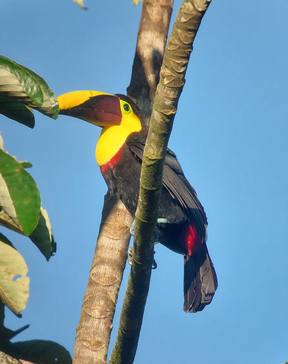 Toucan tocard (swainsonii) - ML620217053