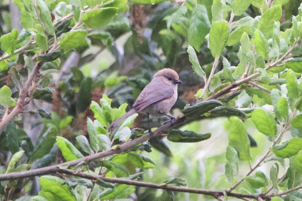 Bushtit - ML620217055