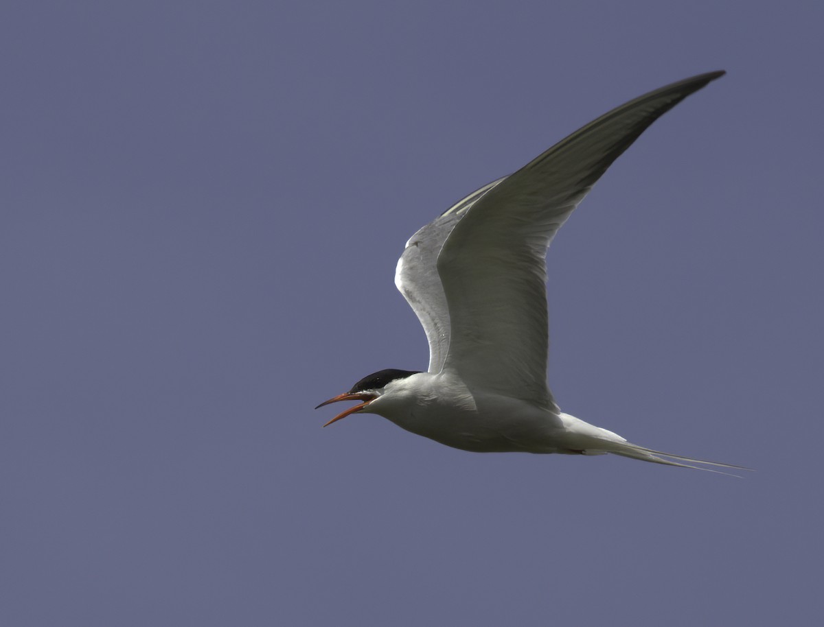 Common Tern - ML620217056