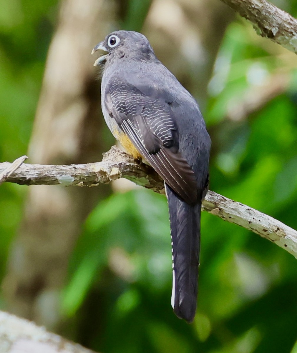 White-tailed Trogon - Laura Adams