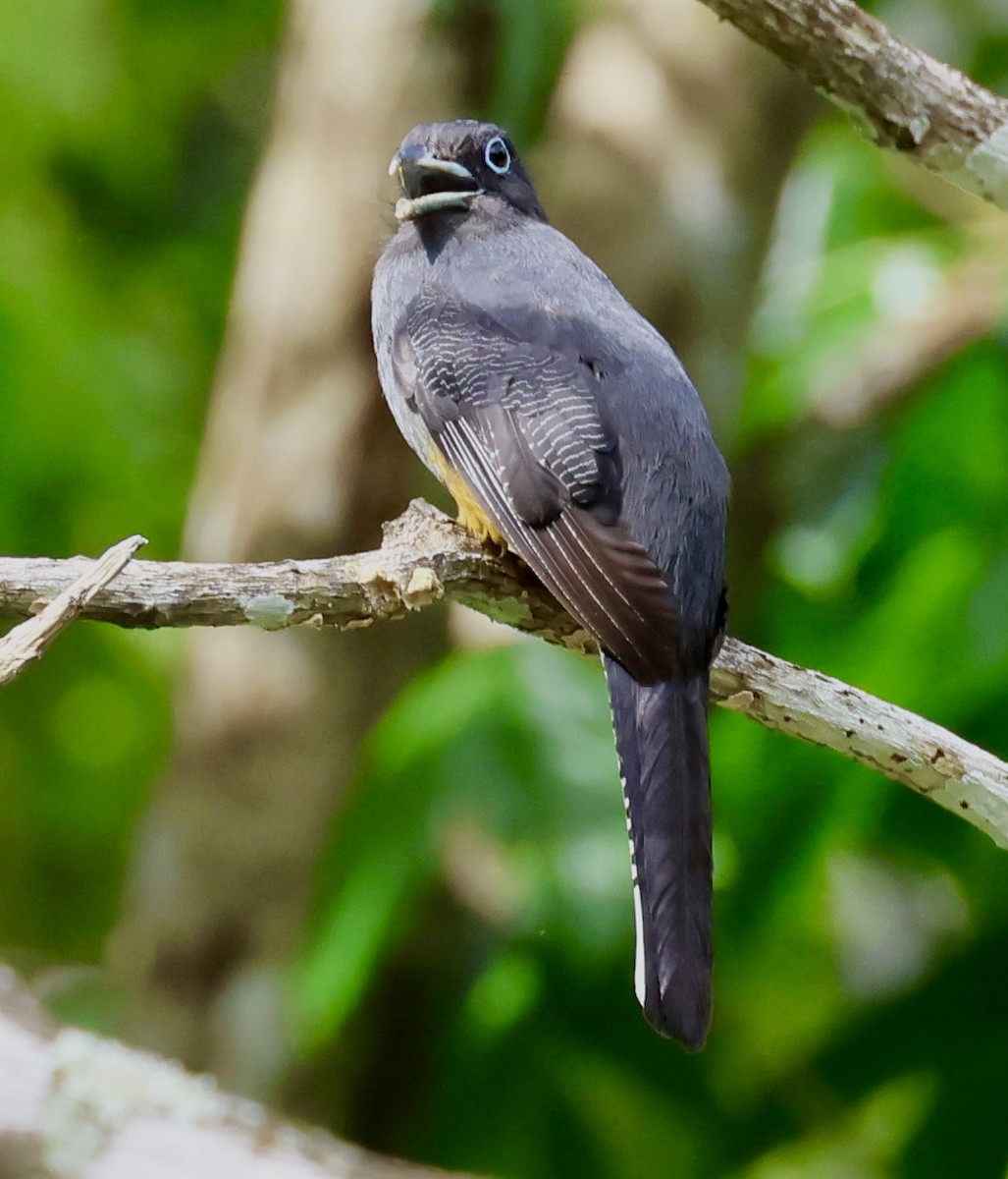 White-tailed Trogon - ML620217059