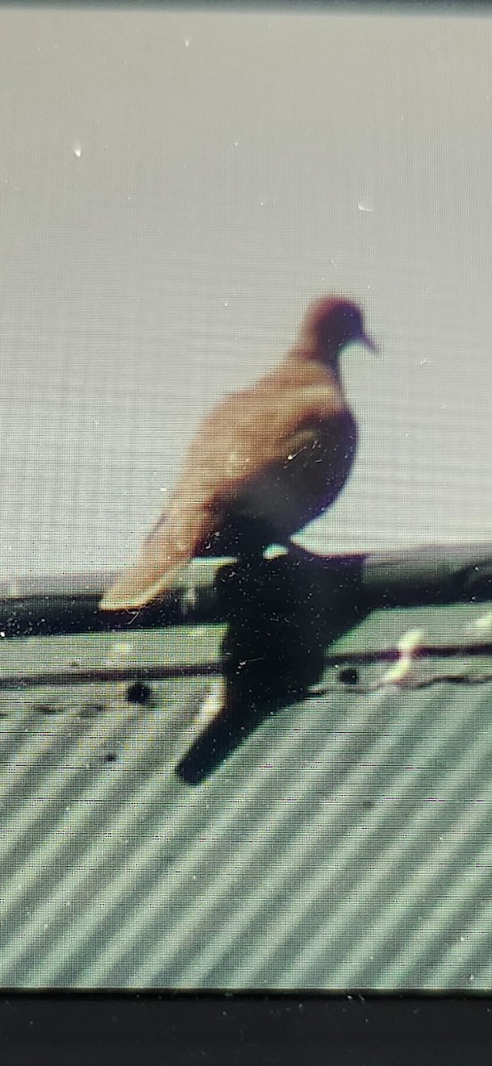 Eurasian Collared-Dove - ML620217062