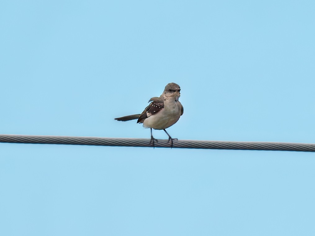 Northern Mockingbird - ML620217063