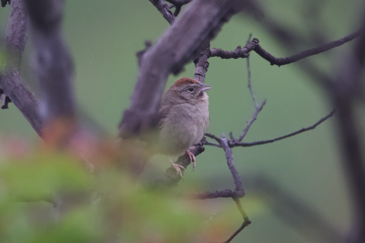 Rufous-crowned Sparrow - ML620217074