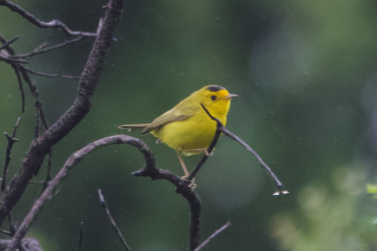 Wilson's Warbler - ML620217085