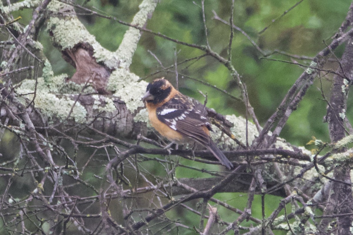 Black-headed Grosbeak - ML620217088