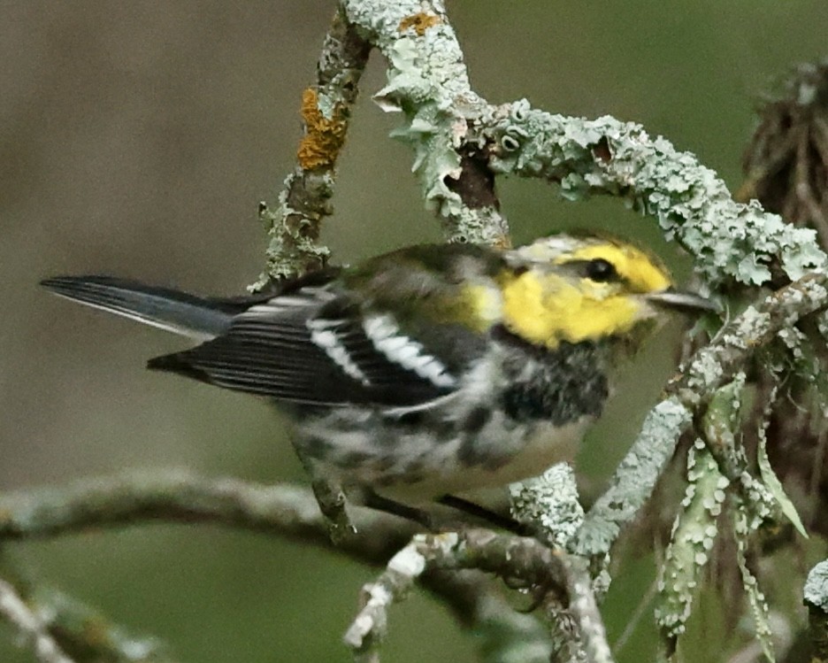 Golden-cheeked Warbler - ML620217091