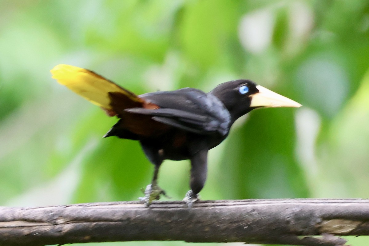 Crested Oropendola - ML620217105