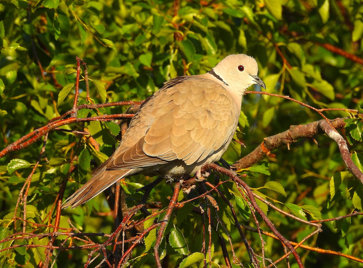 Eurasian Collared-Dove - ML620217110