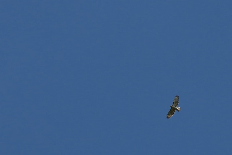 Red-tailed Hawk - ML620217112