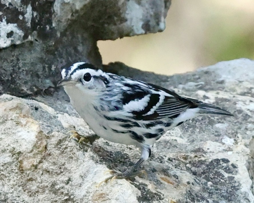 Black-and-white Warbler - ML620217125