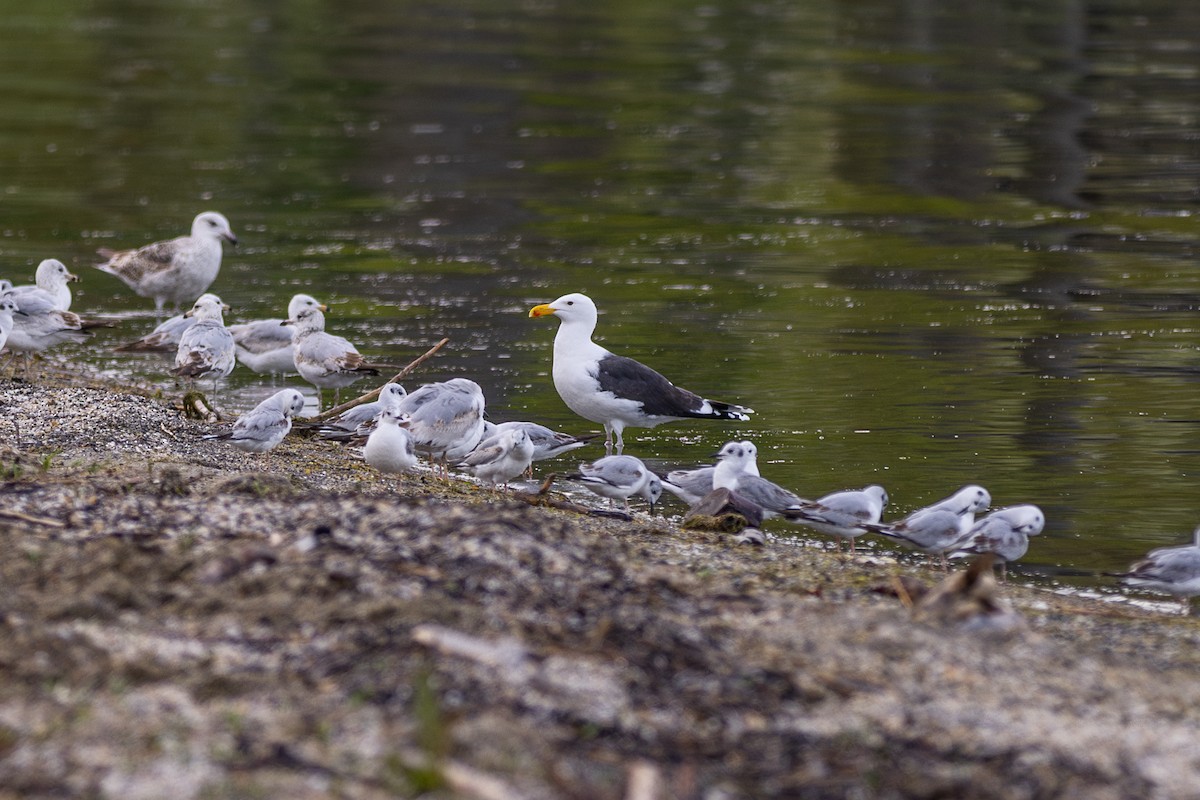 Great Black-backed Gull - ML620217136