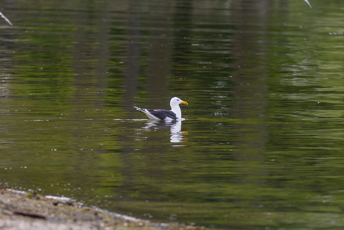 Great Black-backed Gull - ML620217137