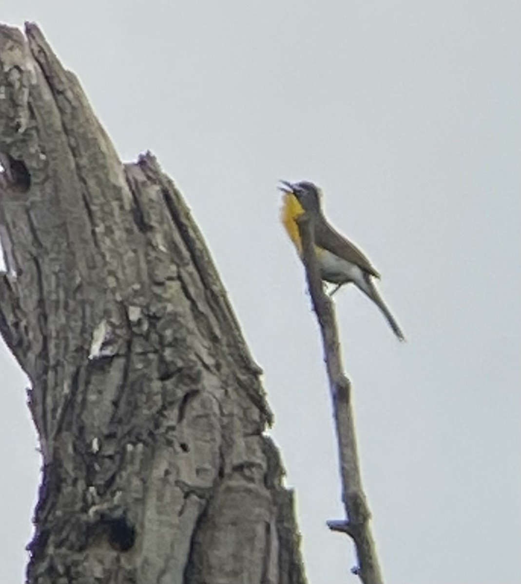 Yellow-breasted Chat - ML620217139