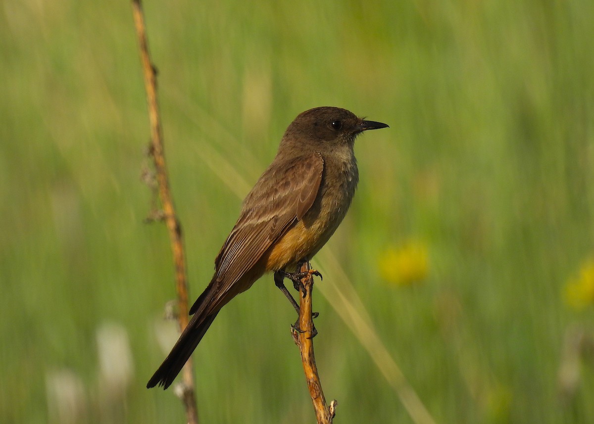 Say's Phoebe - ML620217147