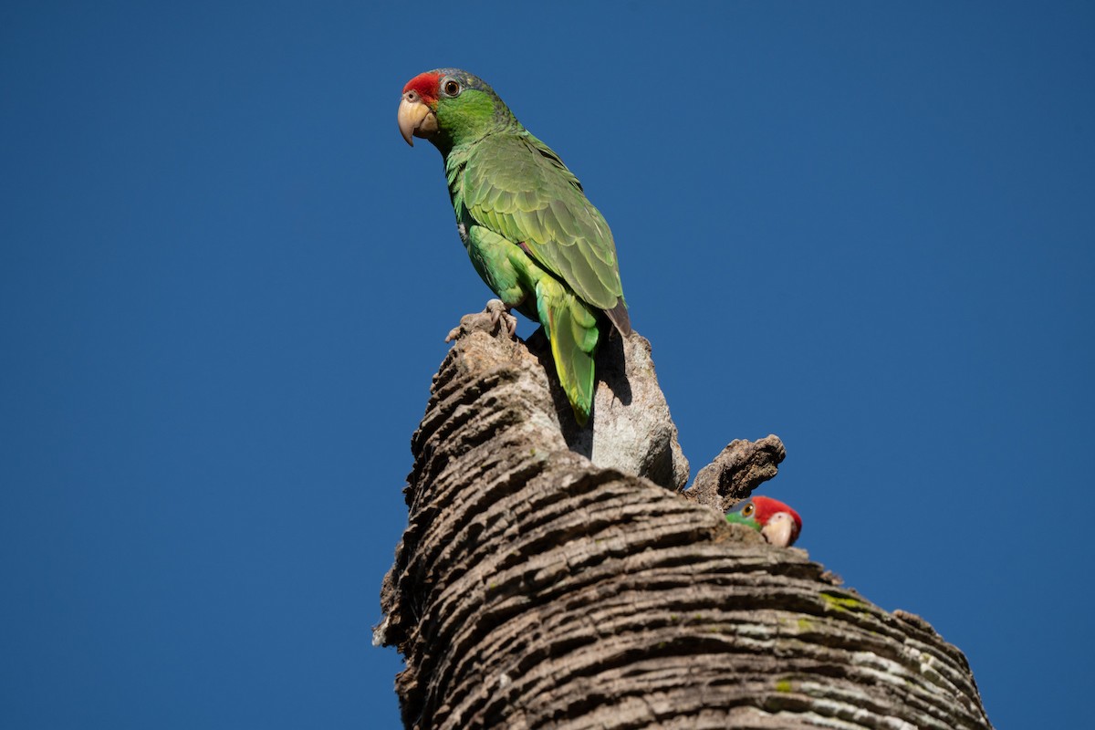 Red-crowned Parrot - ML620217152