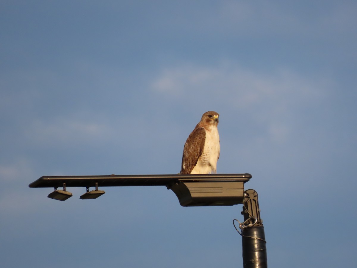 Red-tailed Hawk - ML620217160