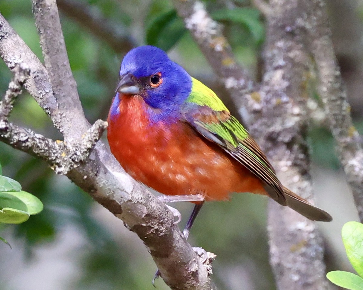 Painted Bunting - ML620217161
