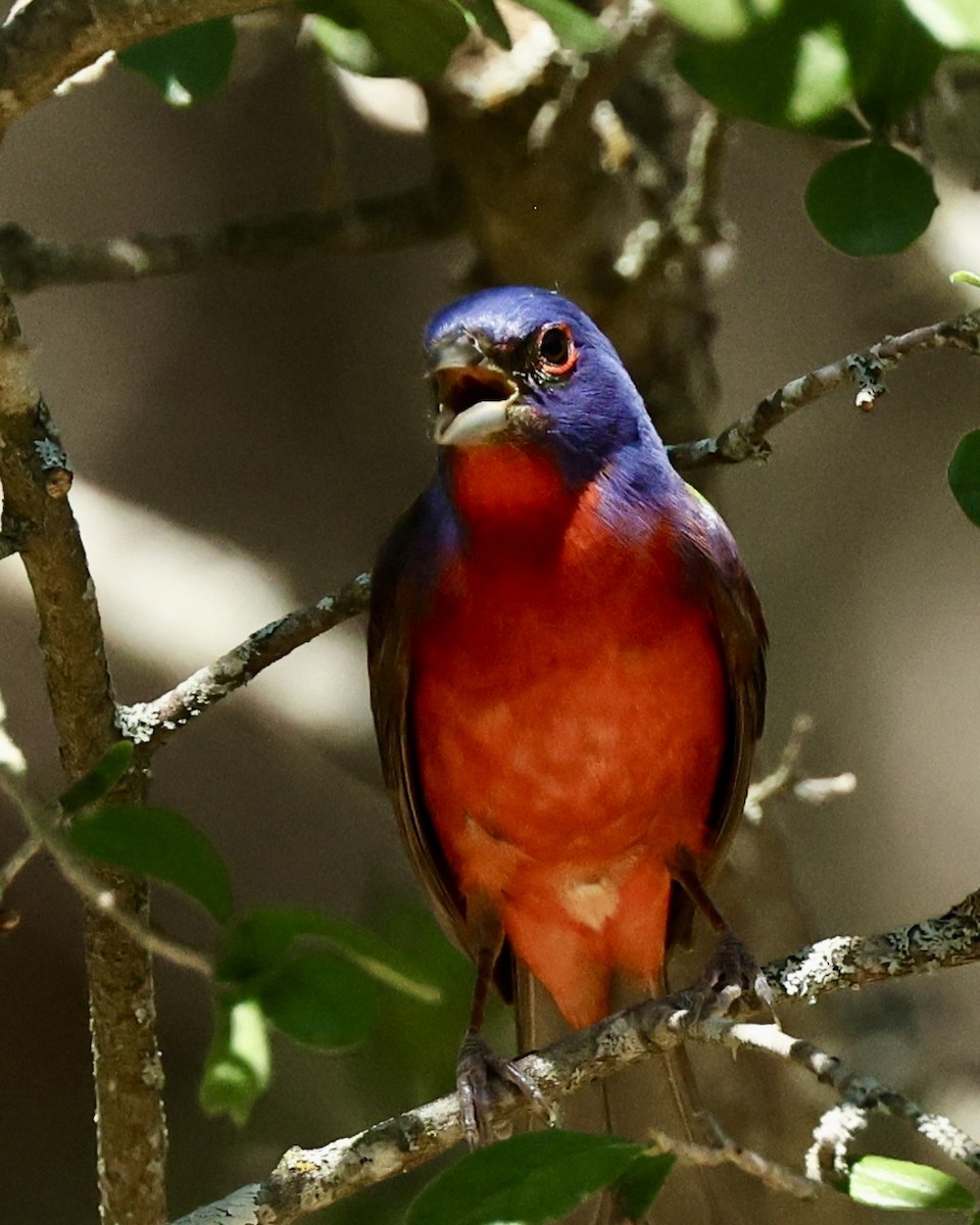 Painted Bunting - ML620217162