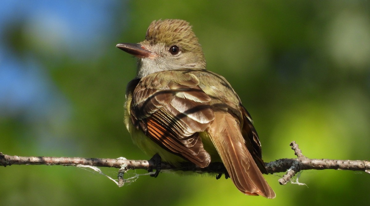 Great Crested Flycatcher - ML620217163