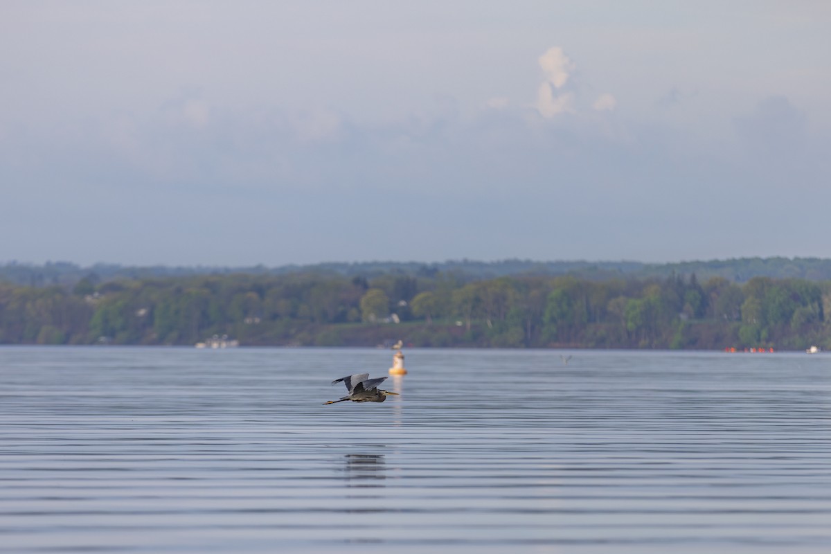 Great Blue Heron (Great Blue) - ML620217165