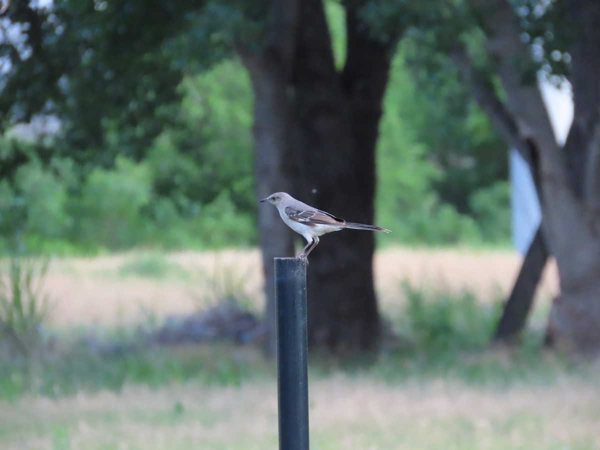 Northern Mockingbird - ML620217168