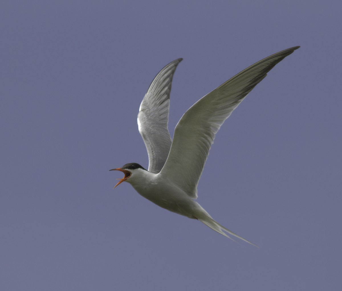 Common Tern - ML620217180
