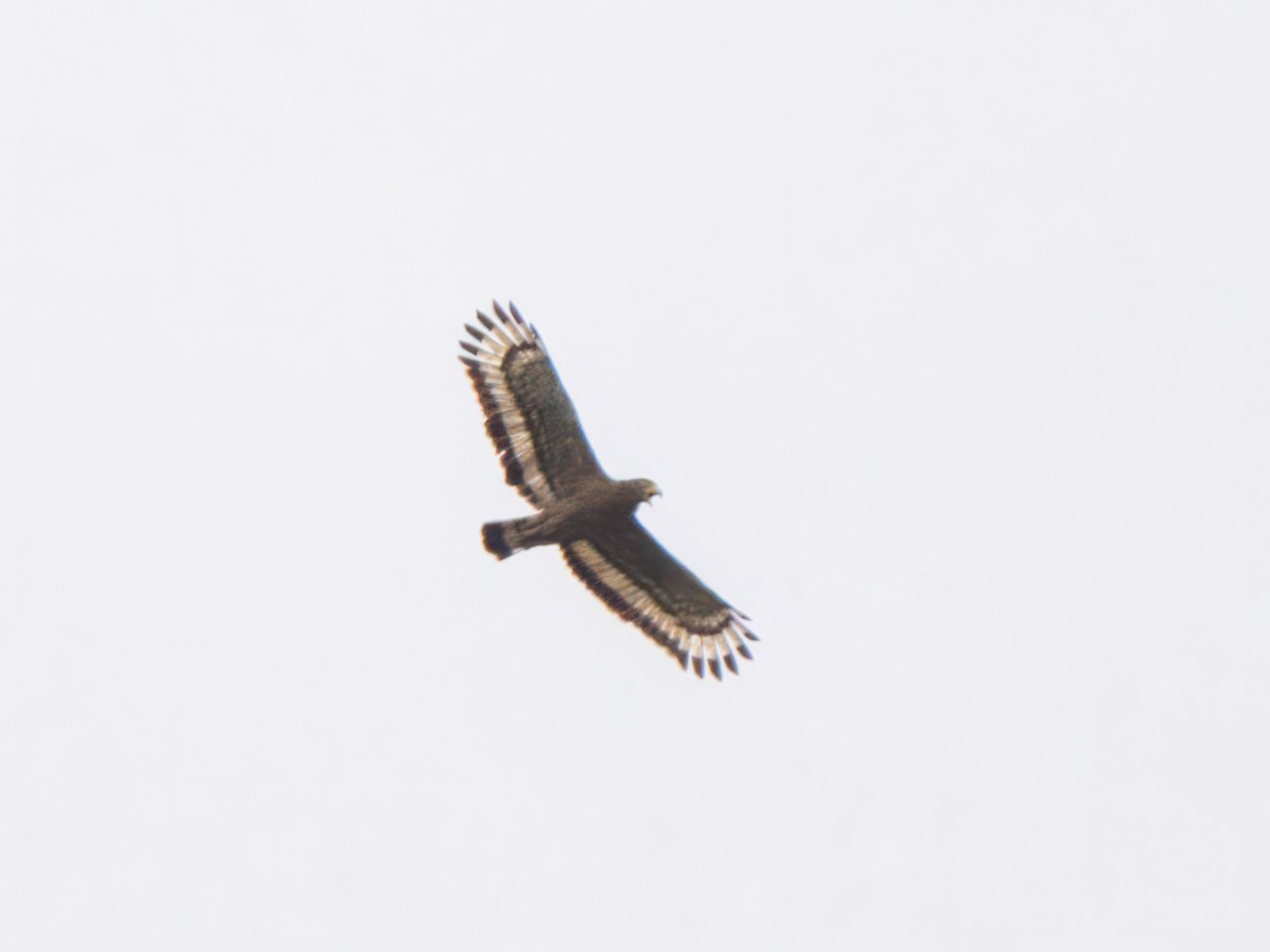 Crested Serpent-Eagle - ML620217181