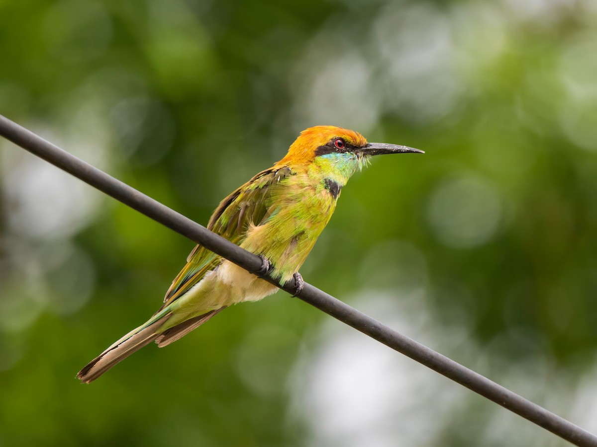 Asian Green Bee-eater - ML620217183