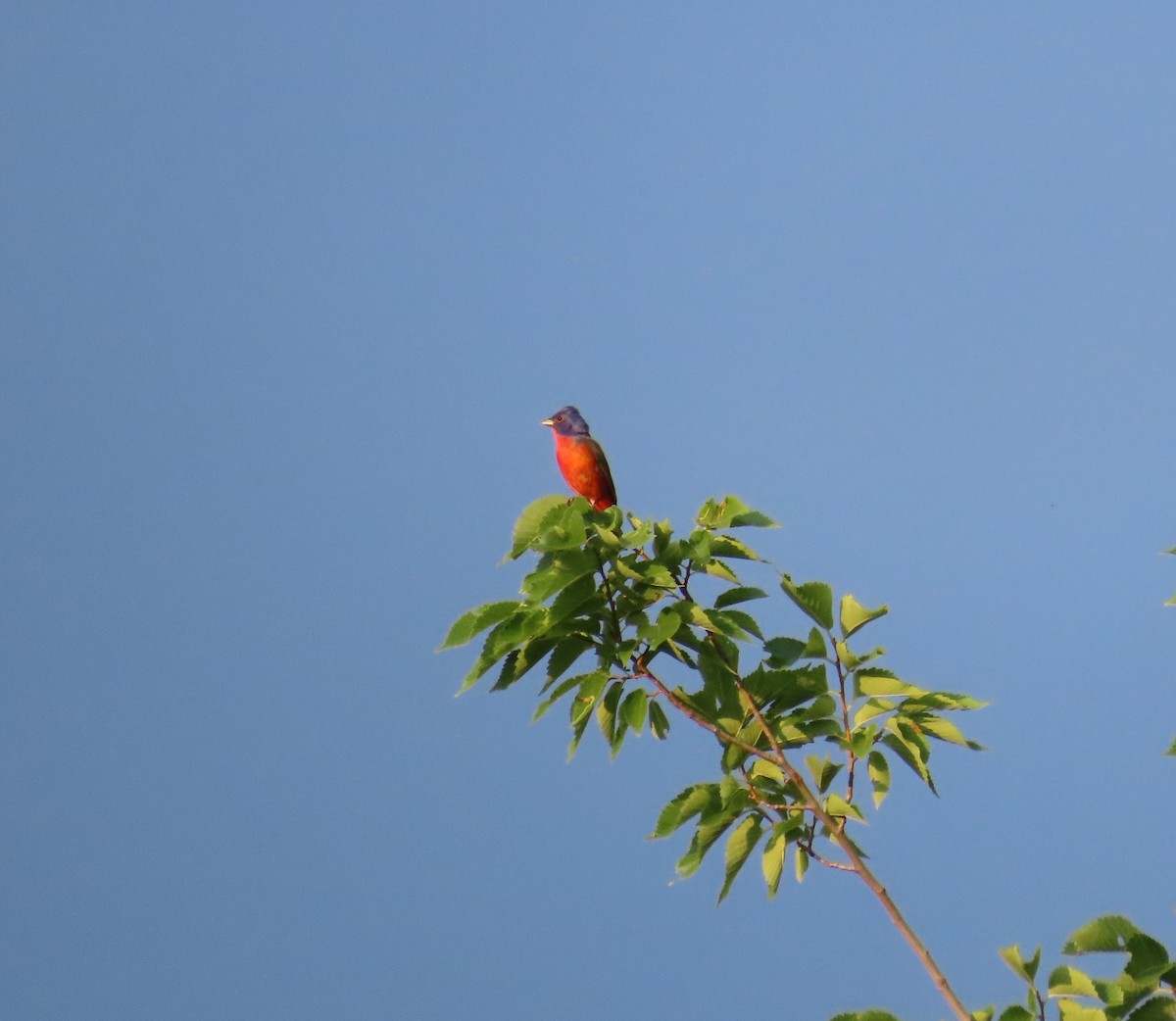Painted Bunting - ML620217188