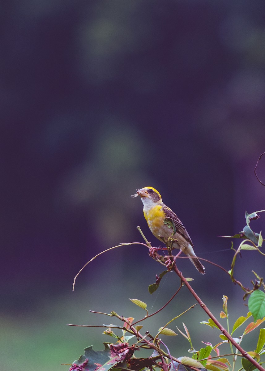 Baya Weaver - ML620217196