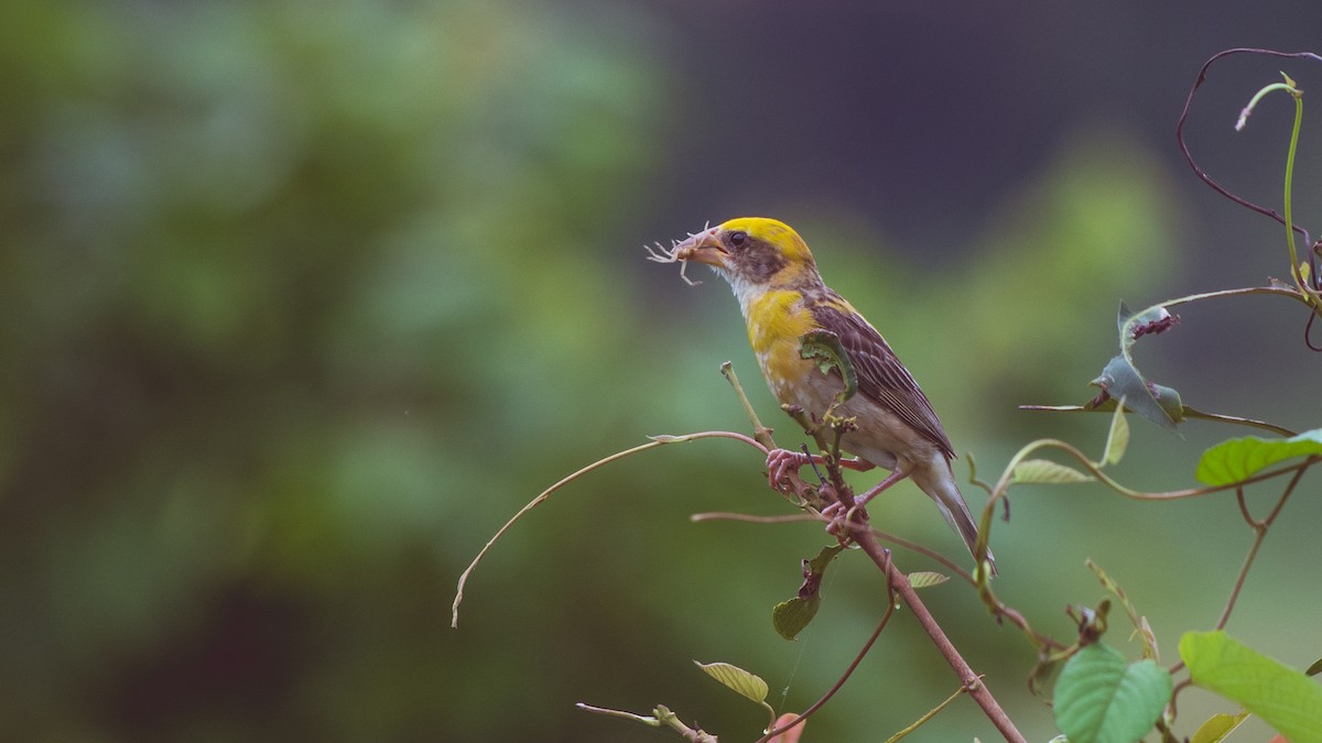 Baya Weaver - ML620217199