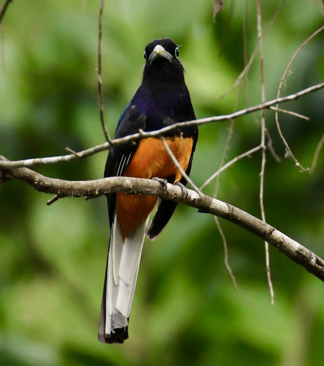 White-tailed Trogon - ML620217200