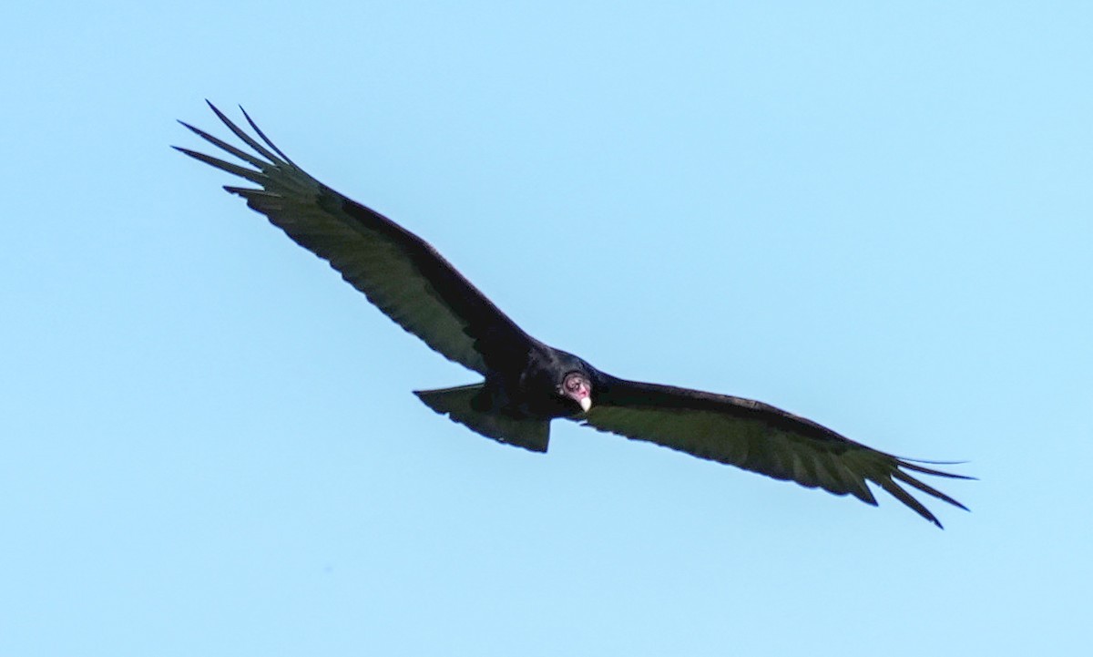 Turkey Vulture - ML620217201