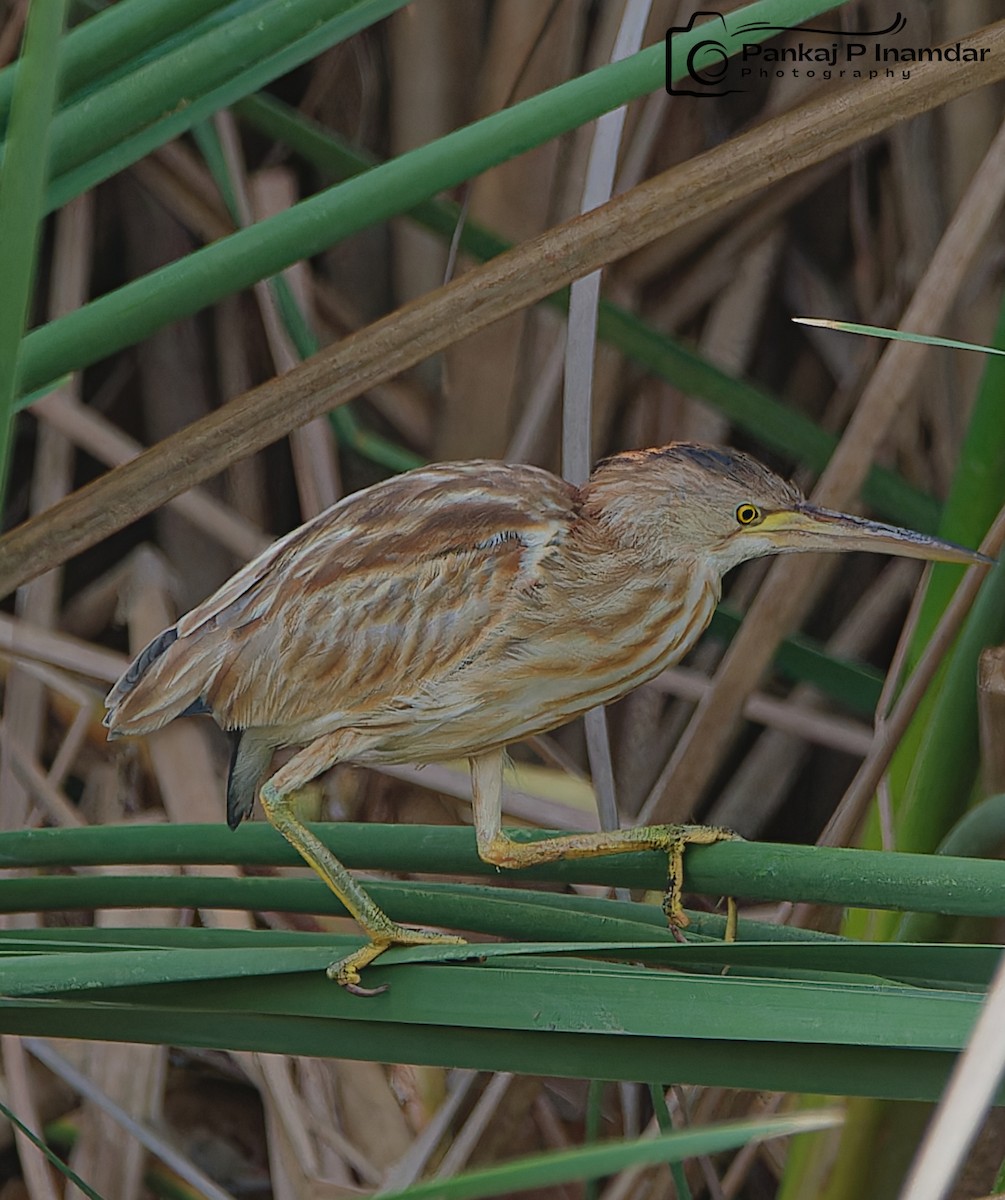 Yellow Bittern - ML620217202