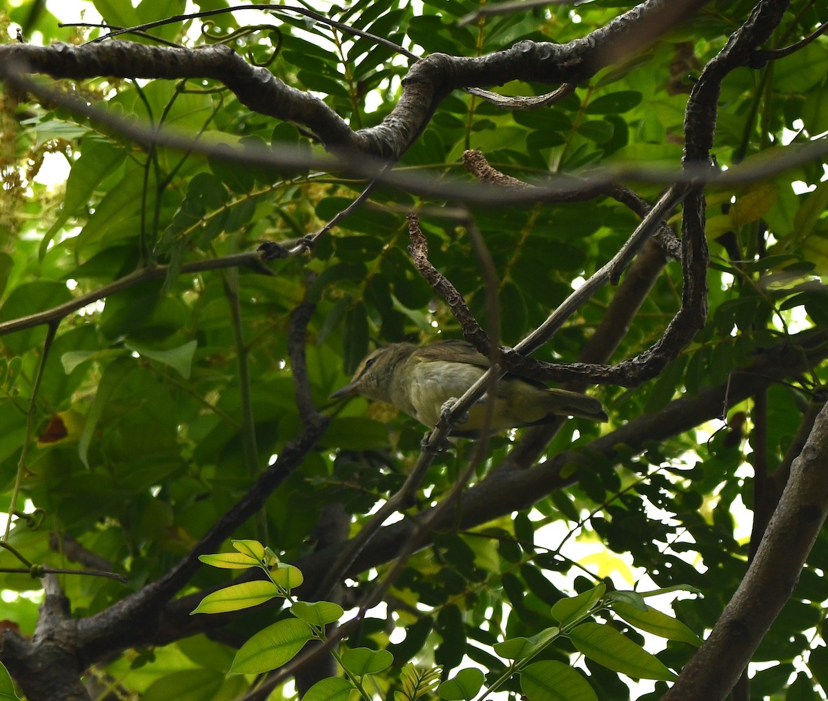 Yucatan Vireo - ML620217204