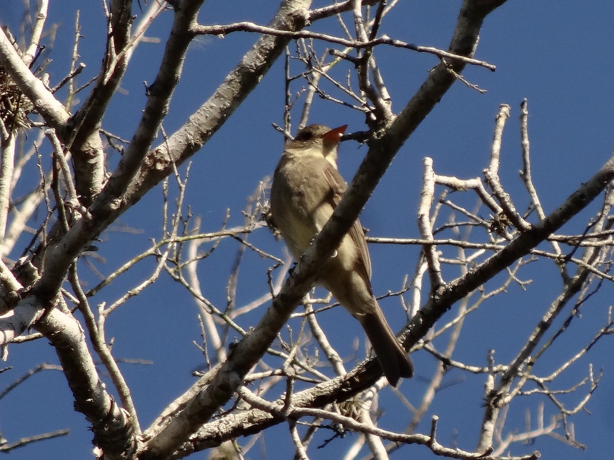 Greater Pewee - ML620217205