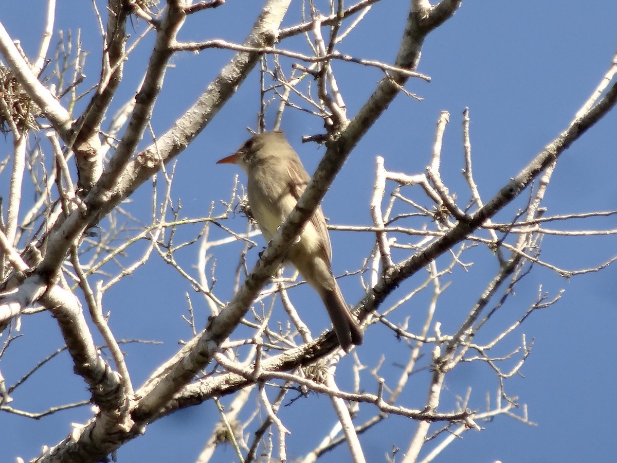 Greater Pewee - ML620217206