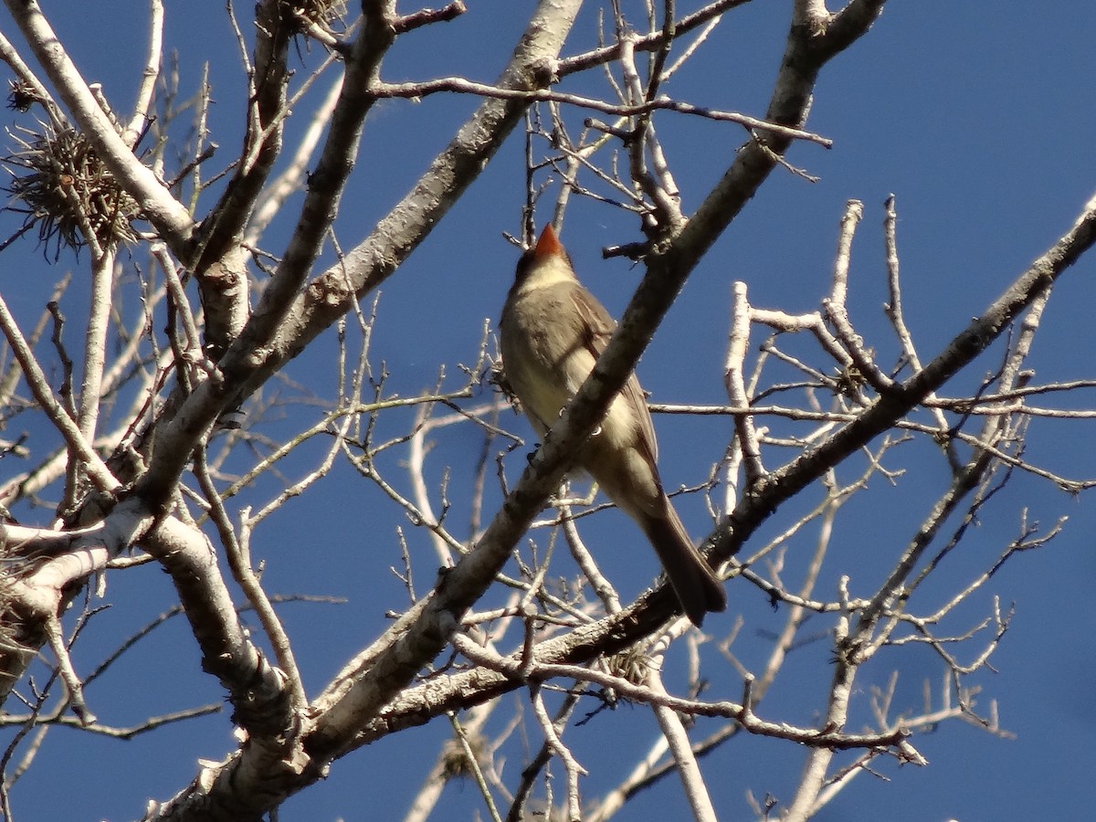 Greater Pewee - ML620217207