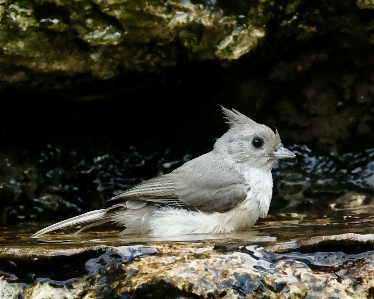 Black-crested Titmouse - ML620217210